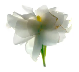 Gardenia Float, 2011